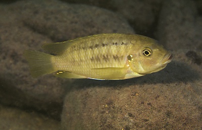 Petrotilapia chrysos 'Chinyamwezi Island'